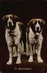 Two St. Bernards Postcard