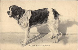 St. Bernard Dog Postcard