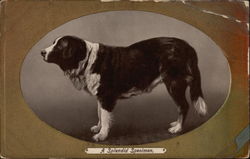 Brown and White Dog Postcard