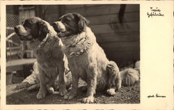 Two Saint Bernards Postcard