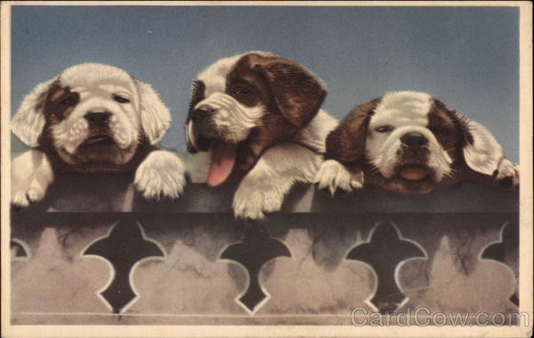 Three Brown and White Puppies Saint Bernards