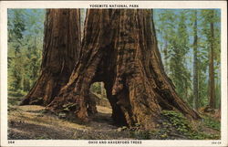 Ohio and Haverford Trees Yosemite National Park, CA Postcard Postcard