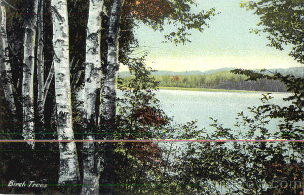 Birch Trees Scenic Maine