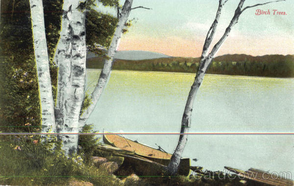 Birch Trees Scenic Maine