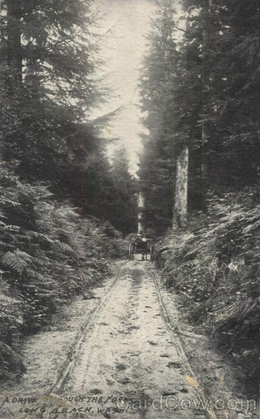 A Drive Rough The Forest Long Beach Washington