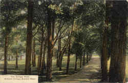 The College Walk, Amherst College Postcard