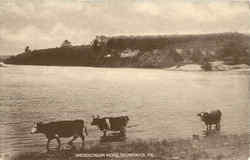 Androscoggin Near Brunswick Postcard