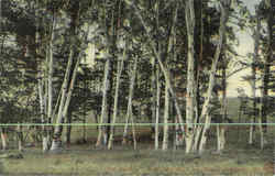 The Birches Near Rangeley Lake House Maine Postcard Postcard