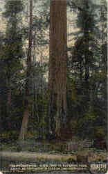 The Paderewski Ravenna Park Postcard