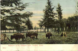 Buffaloes In Pt. Defiance Park Postcard
