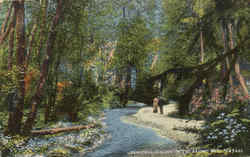 Beautiful Seattle In The Ravine, Ravenna Park Postcard