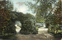 A Shady Walk In Point Defiance Park Postcard