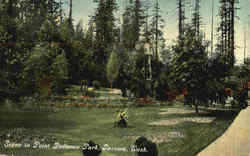 Scene In Point Defiance Park Postcard