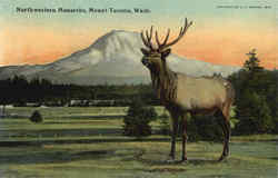 Northwestern Monarchs Postcard