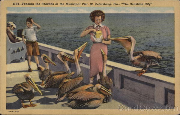 Feeding the Pelicans at the Municipal Pier St. Petersburg Florida