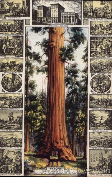 The Wawona Big Tree California Advertising The Wawona Big Tree California Advertising