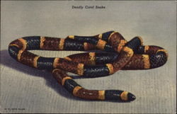 Deadly Coral Snake Postcard