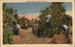 Picking Oranges Postcard