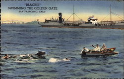 "Blackie" Swimming the Golden Gate Postcard