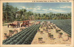 Harvesting Celery Postcard