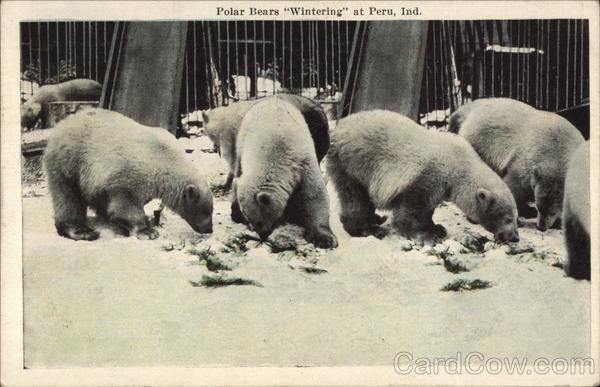 Polar Bears Wintering Peru Indiana