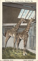 Giraffe - East Africa, "Giraffa tipplekirchii" - Washington Park Zoological Gardens Giraffe - East Africa, "Giraffa tipplekirchii" - Washington Park Zoological Gardens