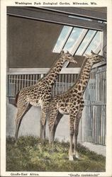 Giraffe - East Africa, "Giraffa tipplekirchii" - Washington Park Zoological Gardens Milwaukee, WI Postcard Postcard