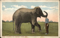 "Babe" Walbridge Park Elephant Toledo, OH Elephants Postcard Postcard