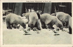 Polar Bears "Wintering" Postcard