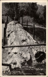 Petrified Forest Park Calistoga, CA Petrified Forest National Park Postcard Postcard