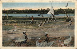 Pelican Nesting Ground Postcard