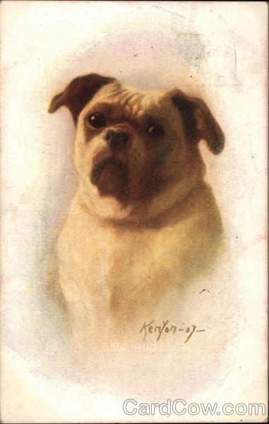 Brown and White Dog Henry Kenyon Dogs