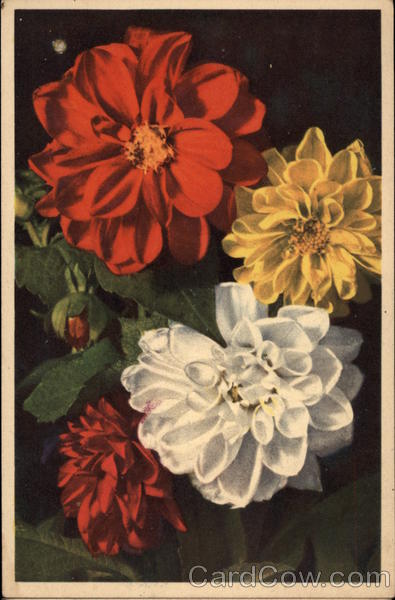 Red, White and Yellow Dahlias Flowers