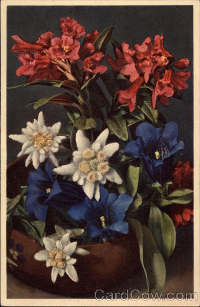 Red, White, and Blue flowers