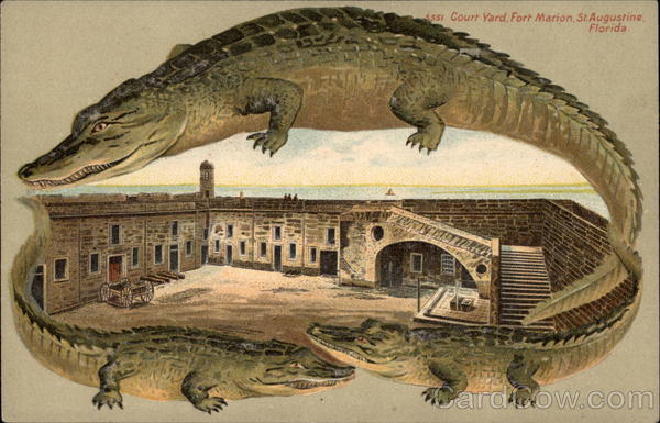 Alligator Border S551 - Court Yard Fort Marion St. Augustine Florida