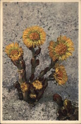 Coltsfoot Postcard