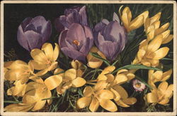 Crocus' Flowers Postcard Postcard