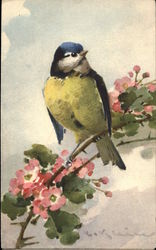 Blue and Yellow Bird on Branch Birds Postcard Postcard