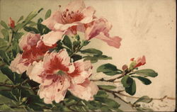 Pink Flowers Postcard