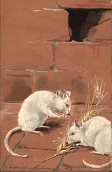 Two White Mice Feast on Grain Postcard Postcard