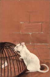 Mouse looking at Small Cage Postcard