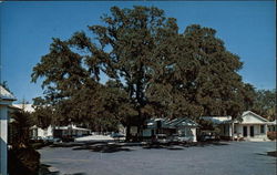 Palms Motor Inn Restaurant and Pancake House Postcard