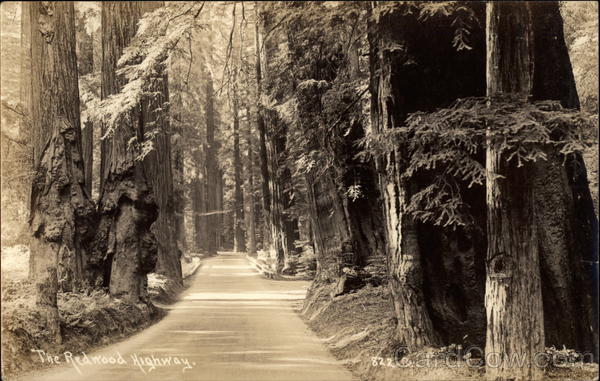 The Redwood Highway California
