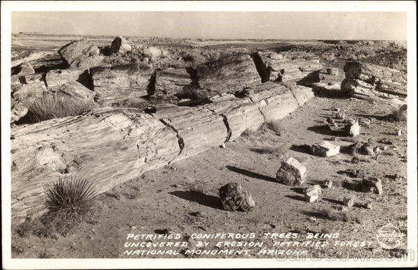 Petrified Coniferous Trees Uncovered by Erosion Petrified Forest National Monument Arizona