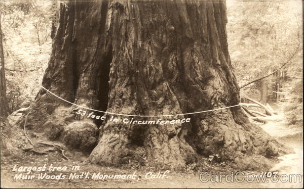 Largest Tree in Muir Woods National Monument Mill Valley California
