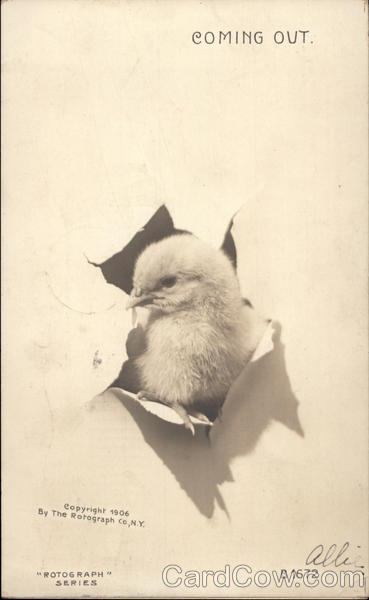 Chick Breaking Through Paper With Chicks