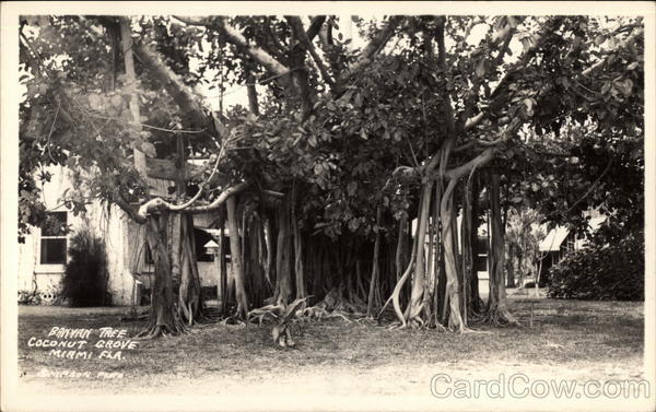 Banyan Tree - Coconut Grove Miami Florida