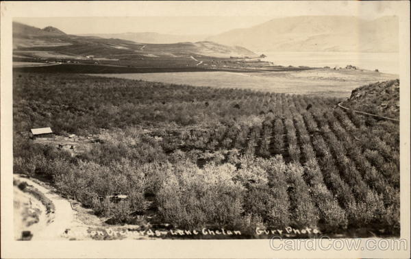 Orchard, Lake Chelan Manson Washington
