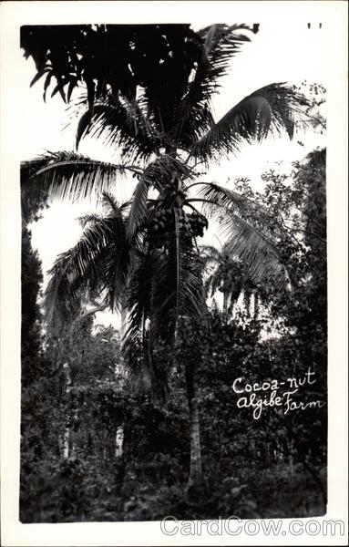 Coca-Nut, Algibe Farm Havana Cuba