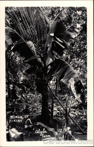 Bunch of Banana, Algibe Farm Havana Cuba